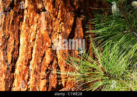 Nahaufnahme von der tief gefurcht und glühend orange Rinde und grünen Nadeln von einer alten Ponderosa Pinie; Pinus. Stockfoto