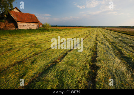 Wiese, Ackerland Stockfoto