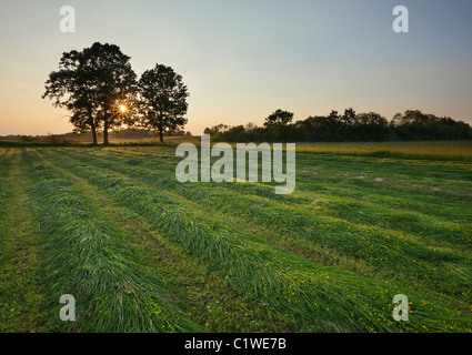 Wiese, Ackerland Stockfoto