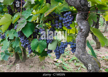 Weinrebe Stockfoto