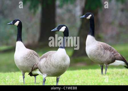 3 Erwachsene Kanadagänse, Heads-up, Warnung, stehend in kurzen grünen Rasen in einer parkähnlichen Umgebung mit Koniferen Baum Hintergrund Vögel. Stockfoto