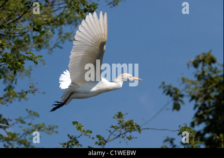 Kuhreiher im Flug, Bubulcus Ibis, Botswana Okavango-Fluss Stockfoto