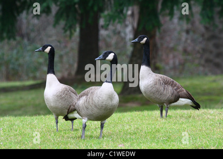 3 Erwachsene Kanadagänse, Heads-up, Warnung, stehend in kurzen grünen Rasen in einer parkähnlichen Umgebung mit Koniferen Baum Hintergrund Vögel. Stockfoto