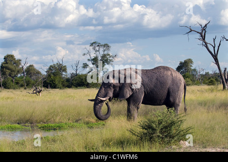 Elefanten an einer Wasserstelle im afrikanischen Busch in Botswana trinken Stockfoto