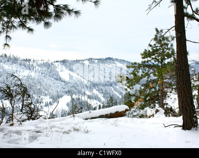 Eine frische 40,600.03176 winter schnee Tot anmelden und die grüne Ponderosa Pine Forest, die über eine tiefe Schlucht rollt Hügel verstreut ist Stockfoto