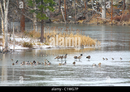 40,600.03233 Wasservögel - Kanada Gänse und Enten (Stockenten, green-winged Teal, Spießenten, pfeifente) - stehend auf einem zugefrorenen Teich, kleinen See, Behälter Stockfoto