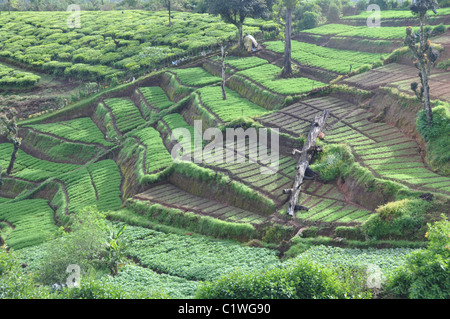 Tee und Karotte Felder in Süd-Indien Stockfoto