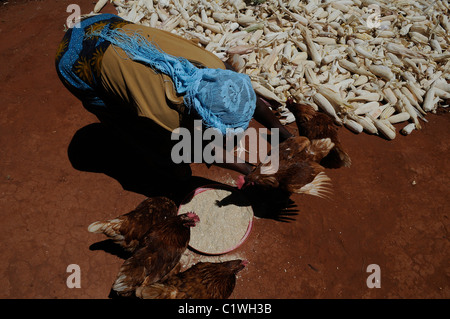 Eine Dorfbewohnerin füttert ihre Hühner in einer ländlichen Siedlung in Malawi Zentralafrika mit zerschmettert Mais Stockfoto