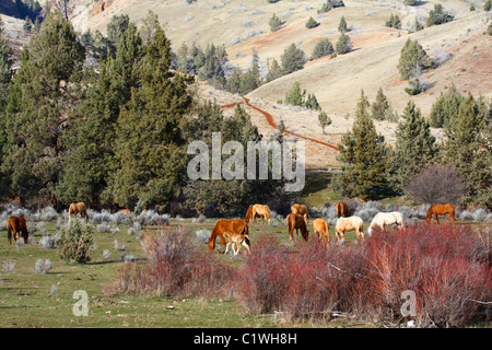 40,600.03316 eine Herde von fast wild verwitterte Pferde ein Fohlen grasen in einer hohen Wüste Tal mit Wacholder, sagebrush, und eine grüne Wiese Wiese.