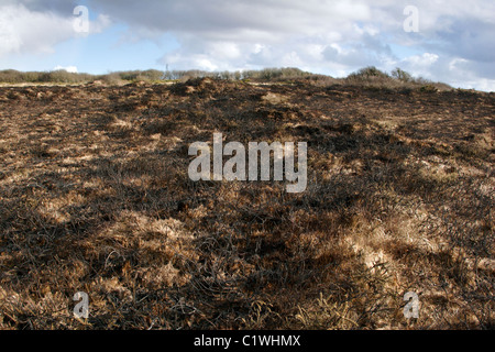 Verbrannt, Heidekraut und Heide Management auf Goss Moor NNR, Cornwall, England, UK Stockfoto