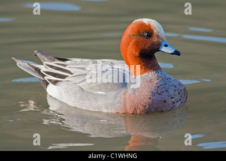 Europäische Pfeifente (Anas Penelope/Mareca Penelope) Stockfoto