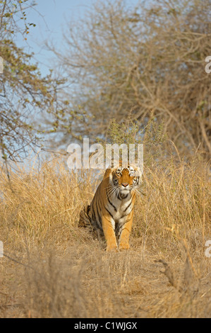 Stalking Tigerin in Ranthambhore National Park, Indien Stockfoto