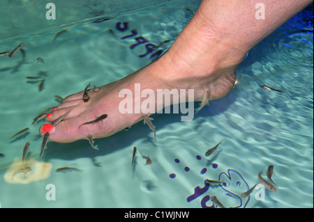 Pediküre-Fisch-Fußbad Stockfoto