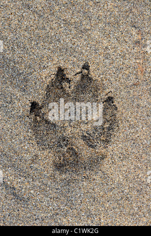 Hund Pfote print links im Sand am Strand Stockfoto