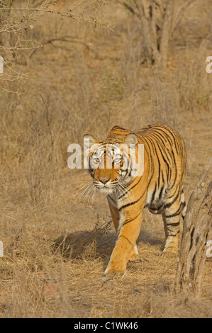 Stalking Tigerin in Ranthambhore National Park, Indien Stockfoto