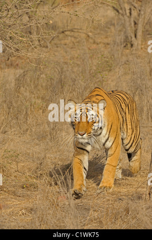 Stalking Tigerin in Ranthambhore National Park, Indien Stockfoto