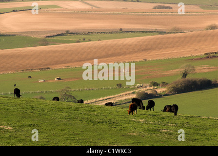 Vieh weidete in den South Downs National Park in der Nähe von Cissbury Ring in West Sussex. Stockfoto