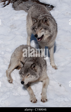 Ein paar Holz-Wölfe im Winter. Stockfoto