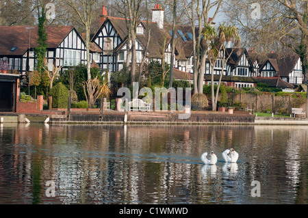 Zwei Höckerschwäne gleiten vor gehobenen Unterkunft auf der Themse in Maidenhead. England Stockfoto