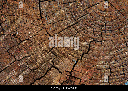 Eine Nahaufnahme Schuss ein Holzscheit, zeigt die konzentrischen Kreise. Stockfoto