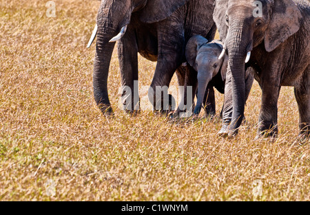 Afrikanische Elefanten-Kühe und Kalb, Loxodonta Africana, Masai Mara National Reserve, Kenia, Afrika Stockfoto