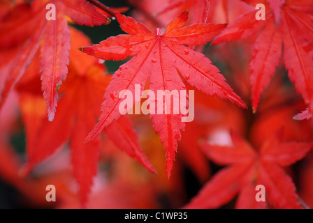 Die brillante Herbst rot Acer Palmatum 'Osakazuki' Stockfoto