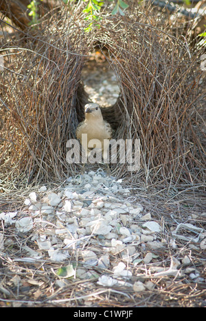 Großen Laubenvogel (Chlamydera Nuchalis) bei Laube Stockfoto