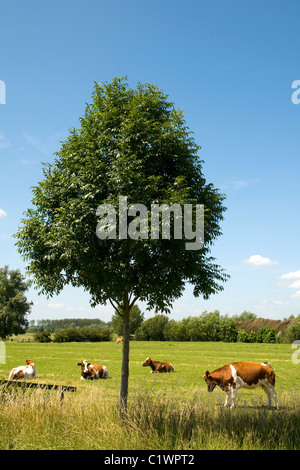 Holländische Landschaft mit Kühen und Ackerland Stockfoto