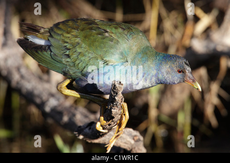 Amerikanische lila Gallinule (Porphyrio Martinica) bei Anhinga Trail, Everglades, Florida, USA Stockfoto