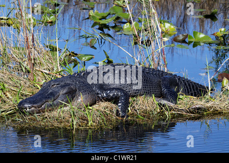 Amerikanischen Alligatoren (Alligator Mississippiensis) Anhinga Trail, Everglades Nationalpark, Everglades, Florida, USA Stockfoto