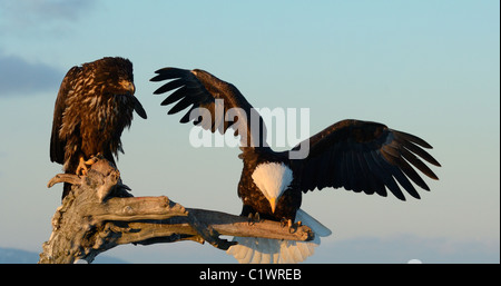 Reife und juvenile Weißkopf-Seeadler, die Standortwahl an einem toten Baumstamm am Strand des Kachemak Bay in der Nähe von Homer in Alaska Stockfoto