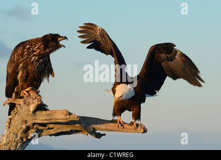 Reife und juvenile Weißkopf-Seeadler, die Standortwahl an einem toten Baumstamm am Strand des Kachemak Bay in der Nähe von Homer in Alaska Stockfoto