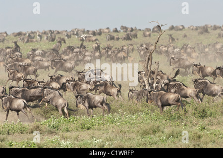 Stock Foto von einer Herde von Gnus, die quer über die kurze Grasebenen des Serengeti-Ökosystems. Stockfoto