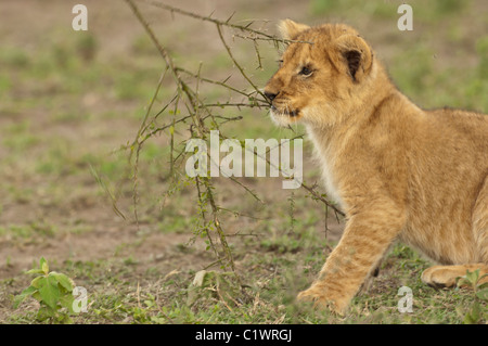 Stock Foto von ein Löwenjunges mit einem Zweig zu spielen. Stockfoto