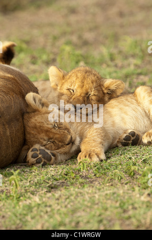 Stock Foto von zwei Löwenbabys ruht hinter ihrer Mutter. Stockfoto