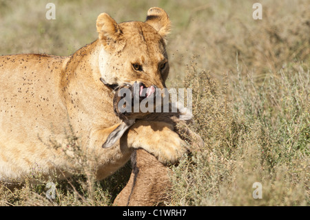 Stock Foto von einer Löwin mit einem Baby Gnus zu töten. Stockfoto