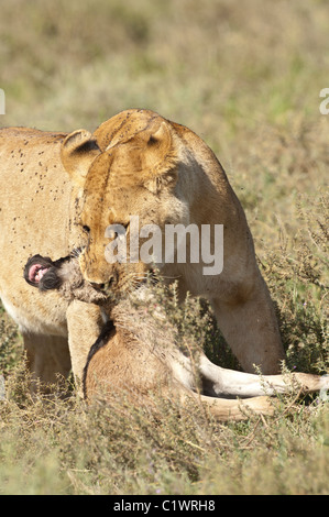 Stock Foto von einer Löwin mit einem Baby Gnus zu töten. Stockfoto