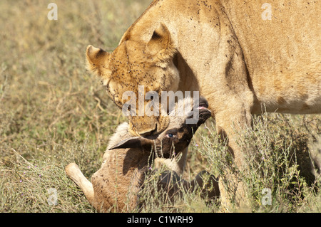 Stock Foto von einer Löwin mit einem Baby Gnus zu töten. Stockfoto