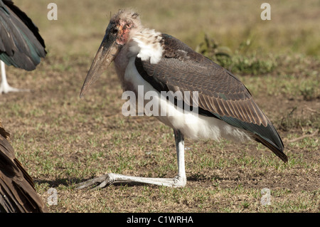 Stock Foto von einem Marabou Storch kniend. Stockfoto