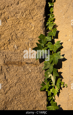 Efeu wächst in Riss in säulenförmigen Basalt Sant Joan Les Fonts Garrotxa Catalunya Spanien Stockfoto