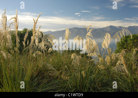 Toetoe Grass mit Kaikoura Ranges im Hintergrund Stockfoto