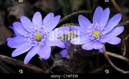 Lebermoos blauen Frühlingsblumen Nahaufnahme Hepatica nobilis Stockfoto