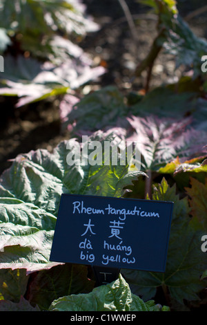 Rheum Tanguticum (Chinesischer Rhabarber) chinesische Medizin Pflanze Stockfoto