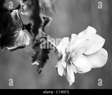 Hängende Begonia Stockfoto