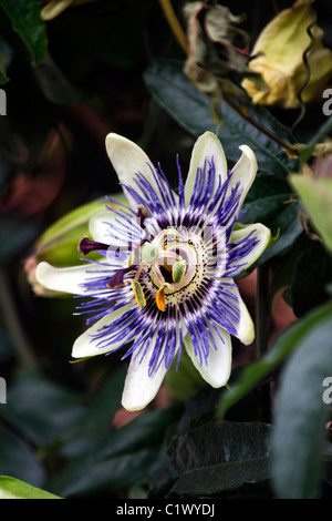 Nahaufnahme der Blüte in perfekte Blüte der Passionsfrucht. Stockfoto