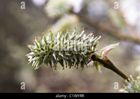 Willow-Knospe Stockfoto