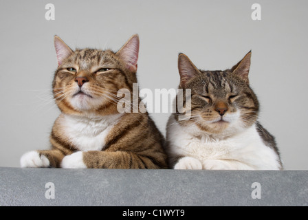 Leo und Bubbles Stockfoto