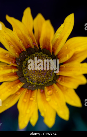 Ansicht einer Gazanien Blume auf den Garten mit Wassertropfen bedeckt. Stockfoto