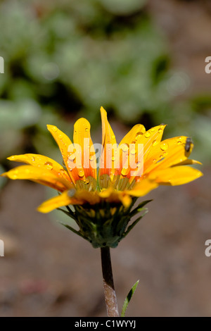 Ansicht einer Gazanien Blume auf den Garten mit Wassertropfen bedeckt. Stockfoto