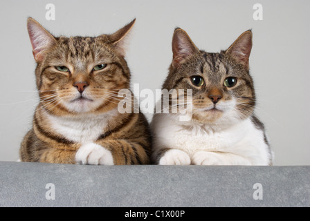 Leo und Bubbles Stockfoto